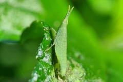 Atractomorpha similis