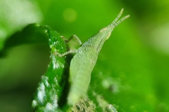 Atractomorpha similis