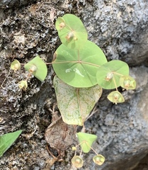 Phyllocyclus helferianus