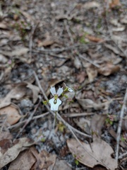 Stylidium calcaratum