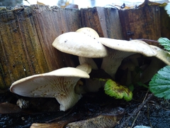 Pleurotus dryinus