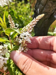 Veronica derwentiana