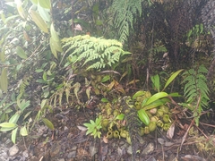 Nepenthes ampullaria