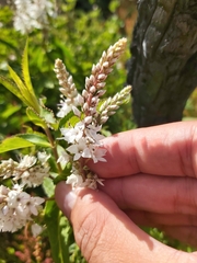 Veronica derwentiana