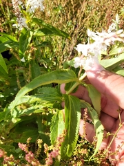 Veronica derwentiana