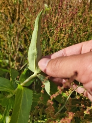 Veronica derwentiana