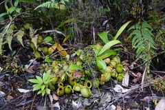 Nepenthes ampullaria