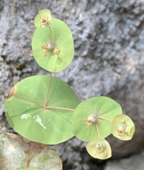 Phyllocyclus helferianus