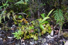 Nepenthes ampullaria