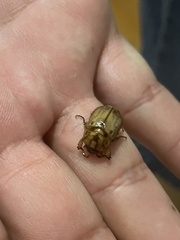 Cyclocephala signaticollis