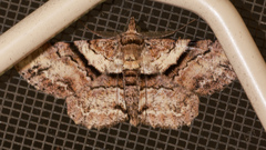 Cleora repetita