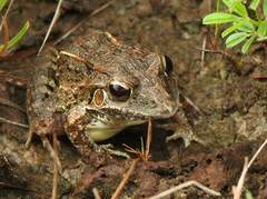 Leptodactylus fuscus