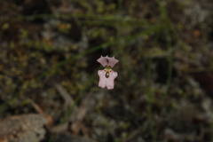 Stylidium calcaratum