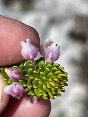 Erica pulvinata