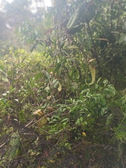 Nepenthes rafflesiana