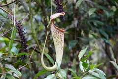 Nepenthes rafflesiana