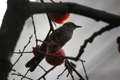 Hypsipetes amaurotis