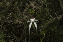 Caladenia interjacens