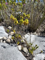 Erica coccinea