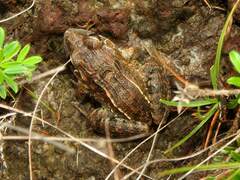 Leptodactylus fuscus