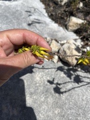 Erica coccinea