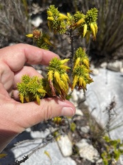 Erica coccinea