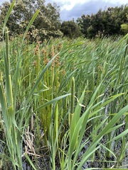 Typha orientalis