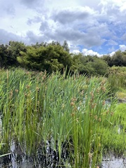 Typha orientalis