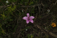 Elythranthera emarginata