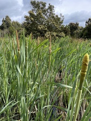 Typha orientalis