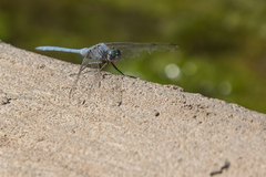 Orthetrum chrysostigma