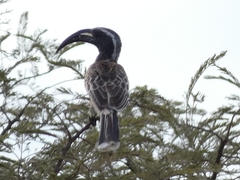 Lophoceros nasutus