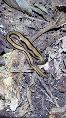 Bipalium