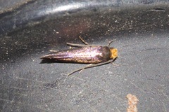 Craniosara pyrotricha