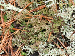 Cladonia crispata
