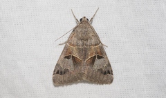 Drasteria edwardsii