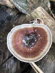 Microporus xanthopus