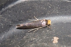 Craniosara pyrotricha