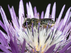 Osmia niveata