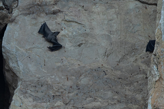 Rousettus aegyptiacus