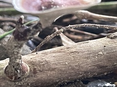 Microporus xanthopus