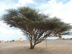 Vachellia tortilis