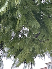 Jacaranda mimosifolia