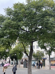 Jacaranda mimosifolia