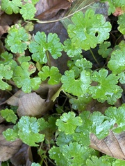 Geranium lucidum