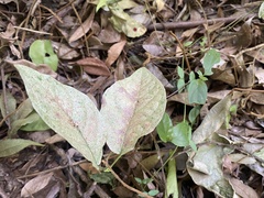 Acanthocheila visenda