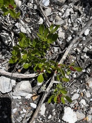 Searsia laevigata