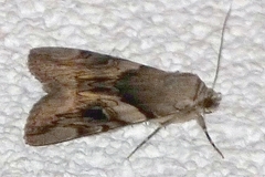 Catocala fulminea