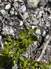 Searsia laevigata