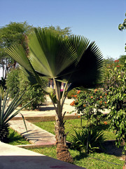Pritchardia pacifica